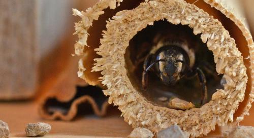 Megachile albisecta